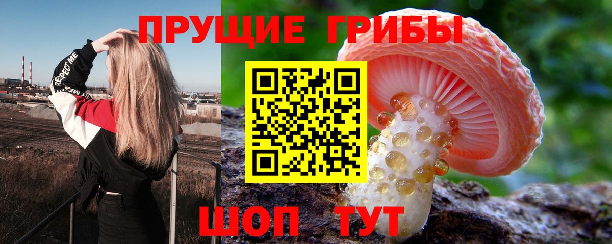 Курчалой  Галлюциногенные грибы Psilocybe  Галлюциногенные грибы MAGIC MUSHROOMS  Вход с VPN 