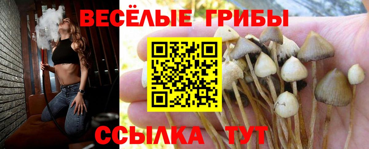 Галлюциногенные грибы прущие грибы Курчалой